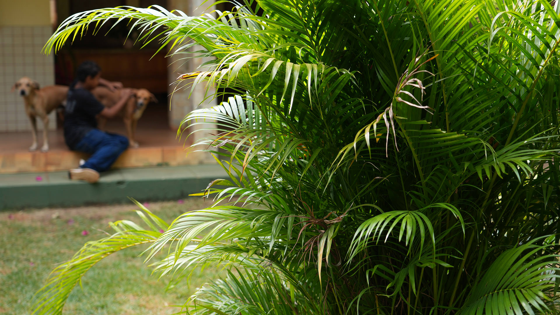 Gabriel aparece desfocado ao fundo da imagem, sentado próximo à entrada de uma casa enquanto interage com dois cães. Em primeiro plano, a fotografia destaca uma área verde com folhagens iluminadas pela luz natural. A composição preserva a identidade do adolescente e transmite acolhimento, rotina e vínculo afetivo no ambiente do abrigo.