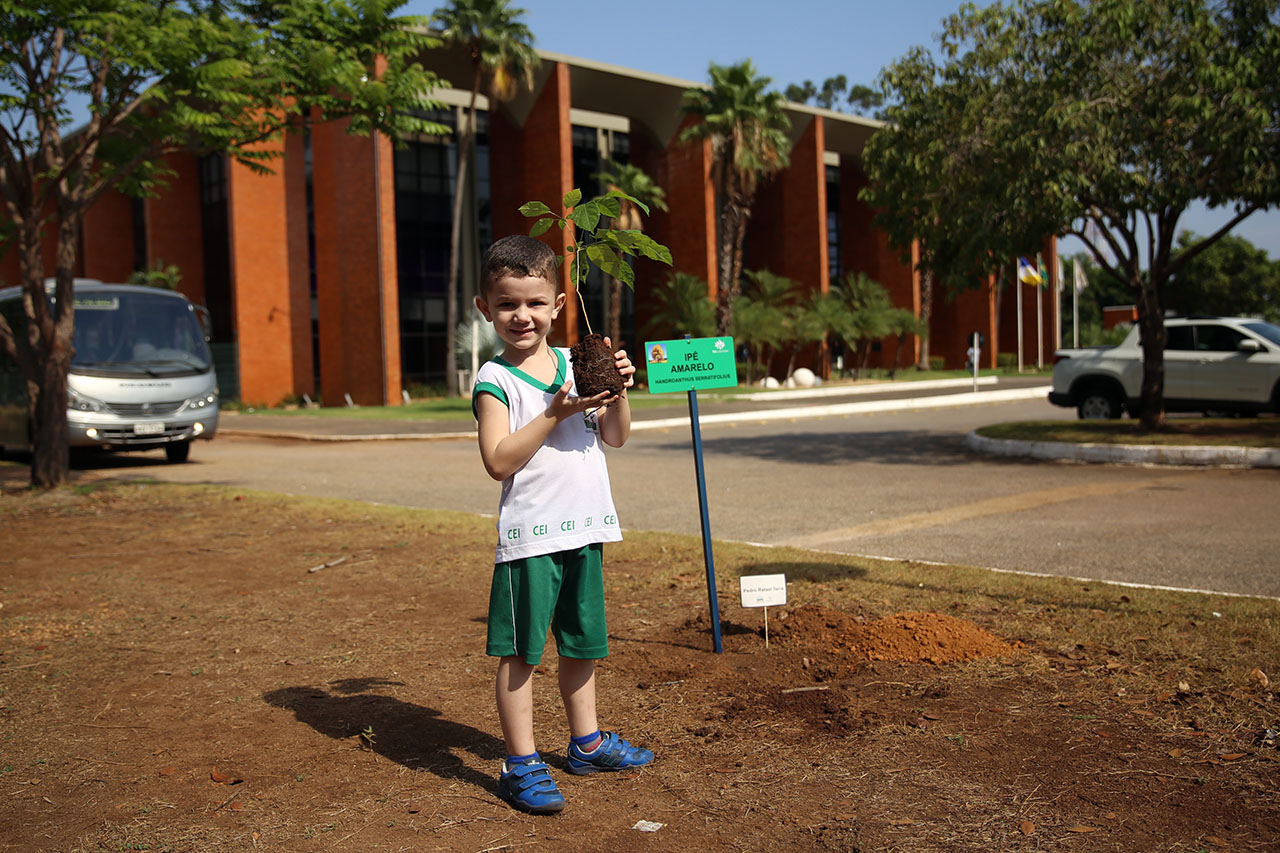 plantio arv cei 00013